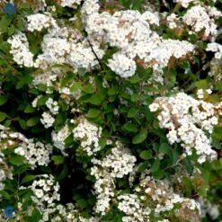 Buketspiræa Spiraea X Vanhouttei Plug + 2 års, 50-80 Cm. -Plantetorvet fi16300 spiraea vanhouttei c4a8
