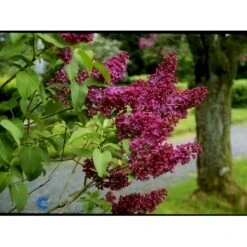 'Charles Joly' Syringa Vul. 'Charles Joly' (storblomstrende) Potte 12 Liter,- 80-100 Cm. -Plantetorvet fi16428 syringa vulgaris charles joly 4628