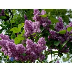 'Charles Joly' Syringa Vul. 'Charles Joly' (storblomstrende) Potte 12 Liter,- 80-100 Cm. -Plantetorvet fi16428 syringa vulgaris charles joly 661c