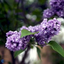 'Charles Joly' Syringa Vul. 'Charles Joly' (storblomstrende) Potte 12 Liter,- 80-100 Cm. -Plantetorvet fi16428 syringa vulgaris charles joly 9c8f