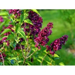 'Charles Joly' Syringa Vul. 'Charles Joly' (storblomstrende) Potte 12 Liter,- 80-100 Cm. -Plantetorvet fi16428 syringa vulgaris charles joly b567