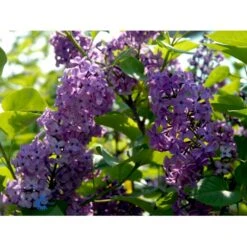 'Charles Joly' Syringa Vul. 'Charles Joly' (storblomstrende) Potte 12 Liter,- 80-100 Cm. -Plantetorvet fi16428 syringa vulgaris charles joly e4d9
