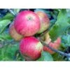 Æble 'Elstar/Elshof' Malus X 'Elstar/elshof' Træ Med Sidegrene,- Stammeomkreds 8-10 Cm. Med Klump -Plantetorvet fi179 malus domestica elstar 9e87