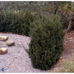 Taks 'Hillii' Taxus Media 'Hillii' Med Klump,- 100-120 Cm. 6 Taks 'Hillii' Taxus Media 'Hillii' Med Klump,- 100-120 Cm. -Plantetorvet fi1884 taxus media hillii 9eec