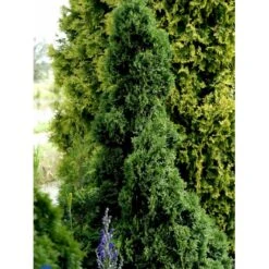 Hækthuja 'Holmstrup' Thuja Occidentalis 'Holmstrup' Med Klump,- 60-80 Cm. -Plantetorvet fi1916 thuja occidentalis holmstrup 9c06