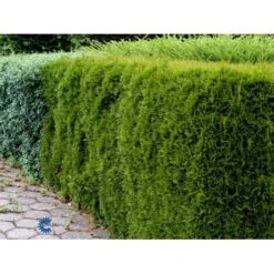 Hækthuja 'Smaragd' Thuja Occidentalis 'Smaragd' Med Klump, - 80-100 Cm -Plantetorvet fi1932 thuja occidentalis smaragd 2540 1