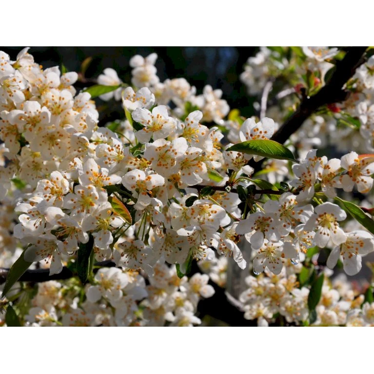 Japansk Paradisæble 'Tina' Malus Toringo 'Tina' Opstammet 80 cm. 7,5 liter potte Japansk Paradisæble 'Tina' Malus Toringo 'Tina' Opstammet 80 Cm. 7,5 Liter Potte -Plantetorvet fi270 malus toringo tina 5d1a