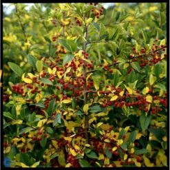 Sargentsæble Malus Sargentii Barrods, - 3 års (1/2) 50-80 Cm. Hækkvalitet 9 Sargentsæble Malus Sargentii Barrods, - 3 års (1/2) 50-80 Cm. Hækkvalitet -Plantetorvet fi273 malus toringo var sargentii 6dc4