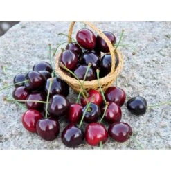 Sød Kirsebær 'Kordia' - Kræver Bestøver Prunus X 'Kordia' - Kræver Bestøver 4-8 Grene, 130-170 Cm. 10 Liter Potte (Colt) 4 Sød Kirsebær 'Kordia' - Kræver Bestøver Prunus X 'Kordia' - Kræver Bestøver 4-8 Grene, 130-170 Cm. 10 Liter Potte (Colt) -Plantetorvet fi308 prunus avium kordia b26e