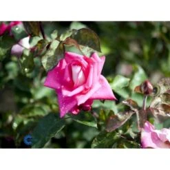 'Acapella'® Rosa X 'Acapella'® (Storblomstrende) A-Kvalitet,- Barrods Roser Min. 3 Grene -Plantetorvet fi3841 rosa acapella 5f00