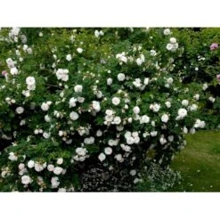 'Maxima' (syn. White Rose Of York) Rosa Alba 'Maxima' (Albarose) A-Kvalitet,- Barrods Roser Min. 3 Grene -Plantetorvet fi3855 rosa alba maxima 21d2