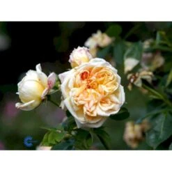 'Alchymist' Rosa X 'Alchymist' (Slyngrose) A-Kvalitet,- Barrods Roser Min. 3 Grene -Plantetorvet fi3862 rosa alchymist 7dfe