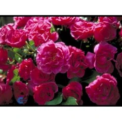 'Prinsesse Alexandra'™ Rosa X 'Prinsesse Alexandra'™ (Renaissancerose) A-Kvalitet,- Barrods Roser Min. 3 Grene -Plantetorvet fi3864 rosa alexandra renaissance 9470
