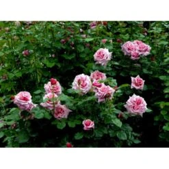 'Aloha' Rosa X 'Aloha' (Slyngrose) A-Kvalitet,- Barrods Roser Min. 3 Grene 6 'Aloha' Rosa X 'Aloha' (Slyngrose) A-Kvalitet,- Barrods Roser Min. 3 Grene -Plantetorvet fi3874 rosa aloha 6eee