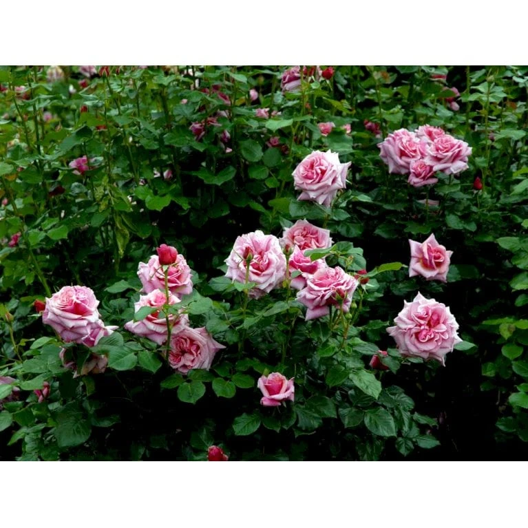 'Aloha' Rosa X 'Aloha' (Slyngrose) A-Kvalitet,- barrods roser min. 3 grene 'Aloha' Rosa X 'Aloha' (Slyngrose) A-Kvalitet,- Barrods Roser Min. 3 Grene -Plantetorvet fi3874 rosa aloha 6eee