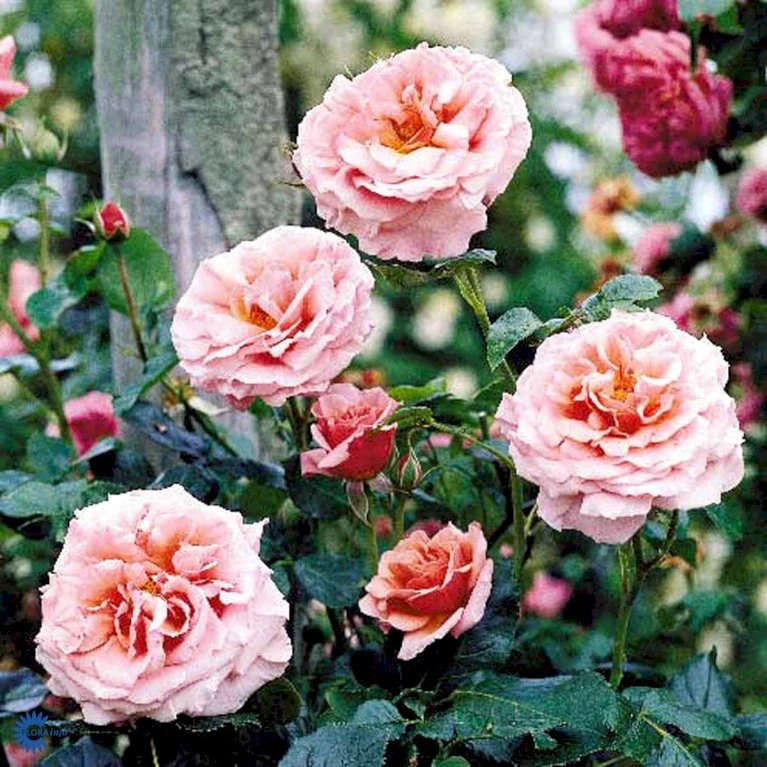 'Aloha' Rosa X 'Aloha' (Slyngrose) A-Kvalitet,- barrods roser min. 3 grene 'Aloha' Rosa X 'Aloha' (Slyngrose) A-Kvalitet,- Barrods Roser Min. 3 Grene -Plantetorvet fi3874 rosa aloha bab4