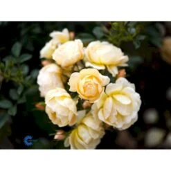 'Amber Cover'® Rosa X 'Amber Cover'® (Bunddækkerose) A-Kvalitet,- Barrods Roser Min. 3 Grene 10 'Amber Cover'® Rosa X 'Amber Cover'® (Bunddækkerose) A-Kvalitet,- Barrods Roser Min. 3 Grene -Plantetorvet fi3878 rosa amber cover poulbambe n 1456