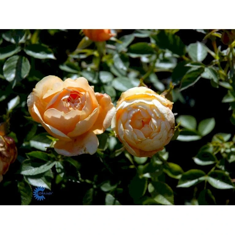 'Amber Cover'® Rosa X 'Amber Cover'® (Bunddækkerose) A-Kvalitet,- barrods roser min. 3 grene 'Amber Cover'® Rosa X 'Amber Cover'® (Bunddækkerose) A-Kvalitet,- Barrods Roser Min. 3 Grene -Plantetorvet fi3878 rosa amber cover poulbambe n 2620