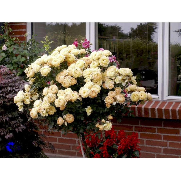'Amber Cover'® Rosa X 'Amber Cover'® (Bunddækkerose) A-Kvalitet,- barrods roser min. 3 grene 'Amber Cover'® Rosa X 'Amber Cover'® (Bunddækkerose) A-Kvalitet,- Barrods Roser Min. 3 Grene -Plantetorvet fi3878 rosa amber cover poulbambe n f165