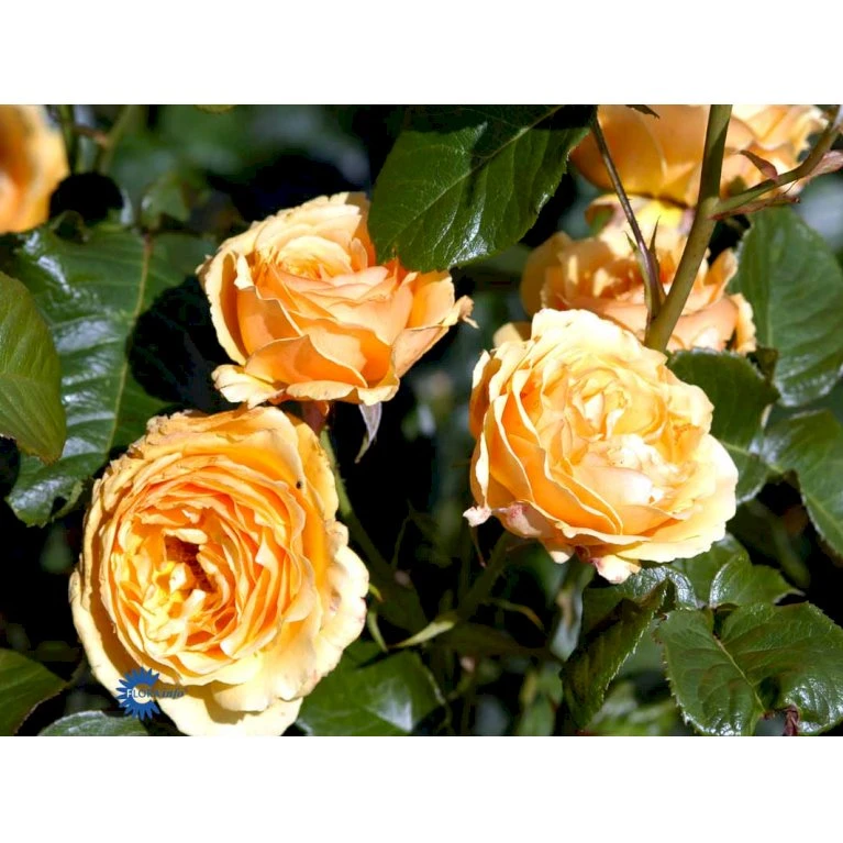 'Amber Queen' Rosa X 'Amber Queen' (Buketrose) A-Kvalitet,- barrods roser min. 3 grene 'Amber Queen' Rosa X 'Amber Queen' (Buketrose) A-Kvalitet,- Barrods Roser Min. 3 Grene -Plantetorvet fi3880 rosa amber queen 2452