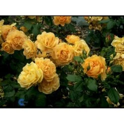'Amber Queen' Rosa X 'Amber Queen' (Buketrose) A-Kvalitet,- Barrods Roser Min. 3 Grene 10 'Amber Queen' Rosa X 'Amber Queen' (Buketrose) A-Kvalitet,- Barrods Roser Min. 3 Grene -Plantetorvet fi3880 rosa amber queen 4554