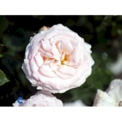 'Amie™ Renaissance'® Rosa X 'Amie™ Renaissance'® (Renaissancerose) A-Kvalitet,- Barrods Roser Min. 3 Grene -Plantetorvet fi3886 rosa amie tm renaissance 6e85