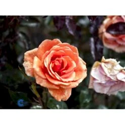 'Ashram'® Rosa X 'Ashram'® (Storblomstrende) A-Kvalitet,- Barrods Roser Min. 3 Grene 7 'Ashram'® Rosa X 'Ashram'® (Storblomstrende) A-Kvalitet,- Barrods Roser Min. 3 Grene -Plantetorvet fi3905 rosa ashram r tanmarsa 5a96