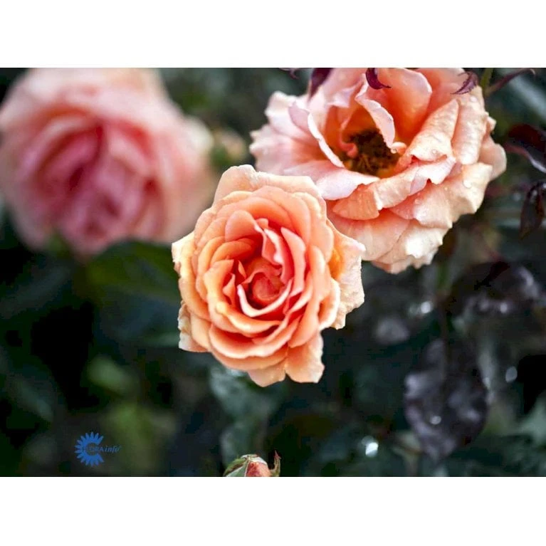 'Ashram'® Rosa X 'Ashram'® (Storblomstrende) A-Kvalitet,- barrods roser min. 3 grene 'Ashram'® Rosa X 'Ashram'® (Storblomstrende) A-Kvalitet,- Barrods Roser Min. 3 Grene -Plantetorvet fi3905 rosa ashram r tanmarsa af97