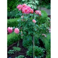 'Augusta Louise'® Rosa X 'Augusta Louise'® (Storblomstrende) A-Kvalitet,- Barrods Roser Min. 3 Grene -Plantetorvet fi3913 rosa augusta luise 2637