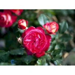 'Augusta Louise'® Rosa X 'Augusta Louise'® (Storblomstrende) A-Kvalitet,- Barrods Roser Min. 3 Grene -Plantetorvet fi3913 rosa augusta luise 7b77