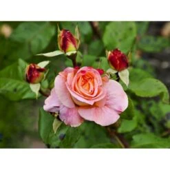 'Augusta Louise'® Rosa X 'Augusta Louise'® (Storblomstrende) A-Kvalitet,- Barrods Roser Min. 3 Grene -Plantetorvet fi3913 rosa augusta luise ce36