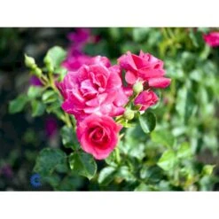 'Avila'™ Rosa X 'Avila'™ (Slotsrose) A-Kvalitet,- Barrods Roser Min. 3 Grene 6 'Avila'™ Rosa X 'Avila'™ (Slotsrose) A-Kvalitet,- Barrods Roser Min. 3 Grene -Plantetorvet fi3920 rosa avila poulcas031 n 09aa