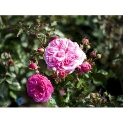 'Baronesse'® Rosa X 'Baronesse'® (Buketrose) A-Kvalitet,- Barrods Roser Min. 3 Grene 5 'Baronesse'® Rosa X 'Baronesse'® (Buketrose) A-Kvalitet,- Barrods Roser Min. 3 Grene -Plantetorvet fi3935 rosa baronesse 9690
