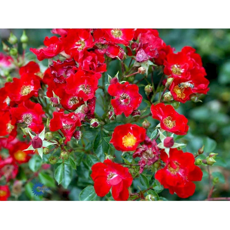'Bassino'® Rosa X 'Bassino'® (Bunddækkerose) A-Kvalitet,- barrods roser min. 3 grene 'Bassino'® Rosa X 'Bassino'® (Bunddækkerose) A-Kvalitet,- Barrods Roser Min. 3 Grene -Plantetorvet fi3939 rosa bassino 4371