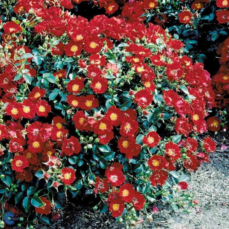 'Bassino'® Rosa X 'Bassino'® (Bunddækkerose) A-Kvalitet,- barrods roser min. 3 grene 'Bassino'® Rosa X 'Bassino'® (Bunddækkerose) A-Kvalitet,- Barrods Roser Min. 3 Grene -Plantetorvet fi3939 rosa bassino c464