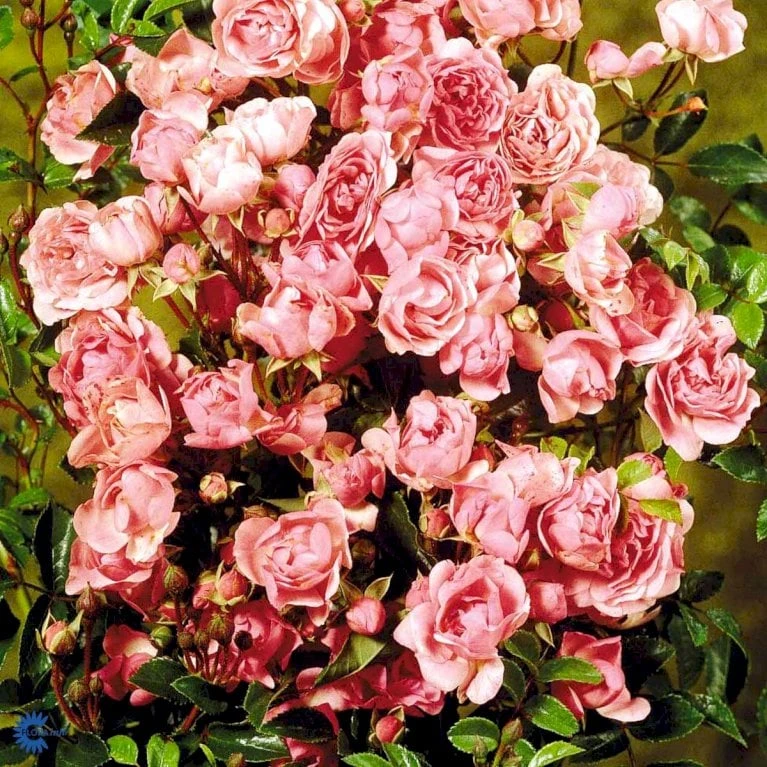 'Bayernland Cover'® Rosa X 'Bayernland Cover'® (Bunddækkerose) A-Kvalitet,- barrods roser min. 3 grene 'Bayernland Cover'® Rosa X 'Bayernland Cover'® (Bunddækkerose) A-Kvalitet,- Barrods Roser Min. 3 Grene -Plantetorvet fi3941 rosa bayernland cover ab38