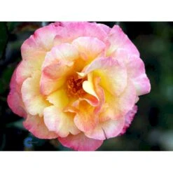 'Bellevue' Rosa X 'Bellevue' (Storblomstrende) A-Kvalitet,- Barrods Roser Min. 3 Grene -Plantetorvet fi3948 rosa bellevue 4d3e