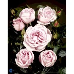 'Bering™ Renaissance'® Rosa X 'Bering™ Renaissance'® (Renaissancerose) A-Kvalitet,- Barrods Roser Min. 3 Grene 7 'Bering™ Renaissance'® Rosa X 'Bering™ Renaissance'® (Renaissancerose) A-Kvalitet,- Barrods Roser Min. 3 Grene -Plantetorvet fi3951 rosa bering poulberin n 7d3c