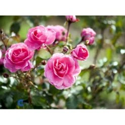'Berleburg'™ Rosa X 'Berleburg'™ (Buketrose) A-Kvalitet,- Barrods Roser Min. 3 Grene 9 'Berleburg'™ Rosa X 'Berleburg'™ (Buketrose) A-Kvalitet,- Barrods Roser Min. 3 Grene -Plantetorvet fi3952 rosa berleburg poulbella n 5565