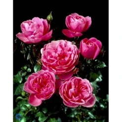 'Berleburg'™ Rosa X 'Berleburg'™ (Buketrose) A-Kvalitet,- Barrods Roser Min. 3 Grene 11 'Berleburg'™ Rosa X 'Berleburg'™ (Buketrose) A-Kvalitet,- Barrods Roser Min. 3 Grene -Plantetorvet fi3952 rosa berleburg poulbella n bba6