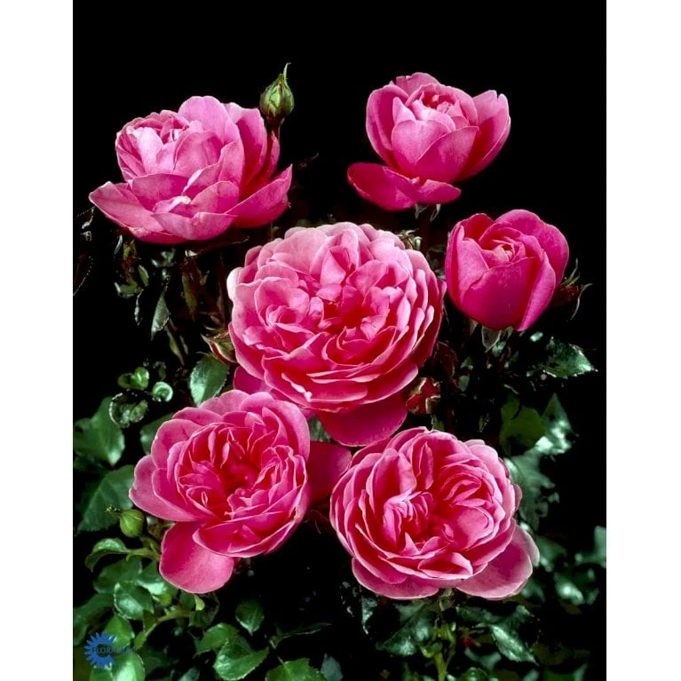 'Berleburg'™ Rosa X 'Berleburg'™ (Buketrose) A-Kvalitet,- barrods roser min. 3 grene 'Berleburg'™ Rosa X 'Berleburg'™ (Buketrose) A-Kvalitet,- Barrods Roser Min. 3 Grene -Plantetorvet fi3952 rosa berleburg poulbella n bba6