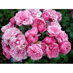 'Berleburg'™ Rosa X 'Berleburg'™ (Buketrose) A-Kvalitet,- Barrods Roser Min. 3 Grene 10 'Berleburg'™ Rosa X 'Berleburg'™ (Buketrose) A-Kvalitet,- Barrods Roser Min. 3 Grene -Plantetorvet fi3952 rosa berleburg poulbella n efe2
