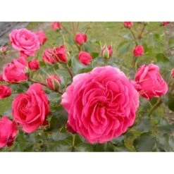 'Bernstorff'™ Rosa X 'Bernstorff'™ (Buketrose) A-Kvalitet,- Barrods Roser Min. 3 Grene -Plantetorvet fi3953 rosa bernsdorff 0955