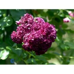 'Bleu Magenta' Rosa X 'Bleu Magenta' (Slyngrose) A-Kvalitet,- Barrods Roser Min. 3 Grene -Plantetorvet fi3972 rosa blue magenta 2ff3