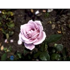 'Blue Moon'® Rosa X 'Blue Moon'® (Storblomstrende) A-Kvalitet,- Barrods Roser Min. 3 Grene 9 'Blue Moon'® Rosa X 'Blue Moon'® (Storblomstrende) A-Kvalitet,- Barrods Roser Min. 3 Grene -Plantetorvet fi3973 rosa blue moon 830a
