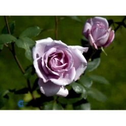 'Blue Moon'® Rosa X 'Blue Moon'® (Storblomstrende) A-Kvalitet,- Barrods Roser Min. 3 Grene 8 'Blue Moon'® Rosa X 'Blue Moon'® (Storblomstrende) A-Kvalitet,- Barrods Roser Min. 3 Grene -Plantetorvet fi3973 rosa blue moon 8581