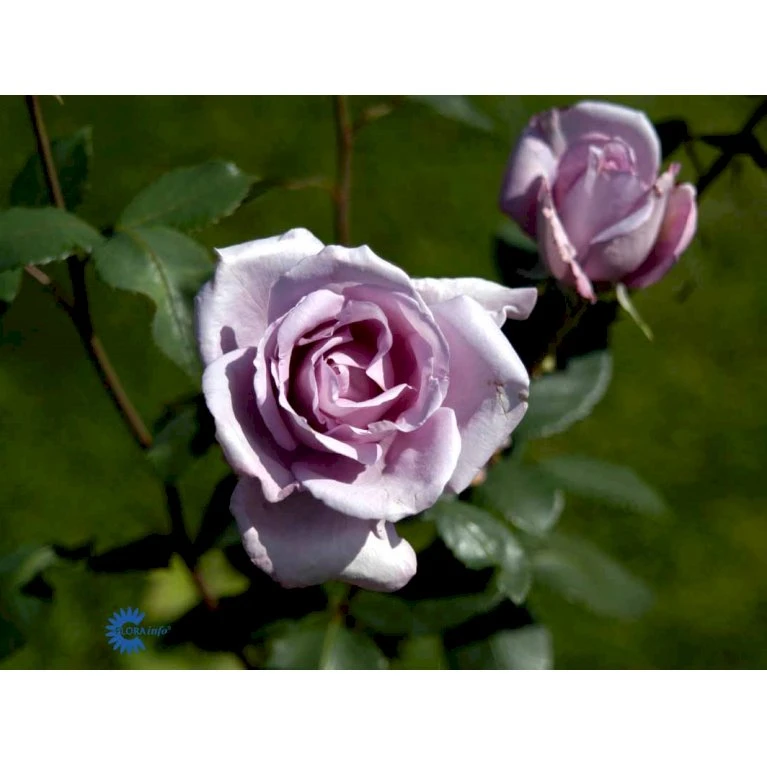 'Blue Moon'® Rosa X 'Blue Moon'® (Storblomstrende) A-Kvalitet,- barrods roser min. 3 grene 'Blue Moon'® Rosa X 'Blue Moon'® (Storblomstrende) A-Kvalitet,- Barrods Roser Min. 3 Grene -Plantetorvet fi3973 rosa blue moon 8581