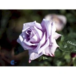 'Blue Moon'® Rosa X 'Blue Moon'® (Storblomstrende) A-Kvalitet,- Barrods Roser Min. 3 Grene 7 'Blue Moon'® Rosa X 'Blue Moon'® (Storblomstrende) A-Kvalitet,- Barrods Roser Min. 3 Grene -Plantetorvet fi3973 rosa blue moon f9e0