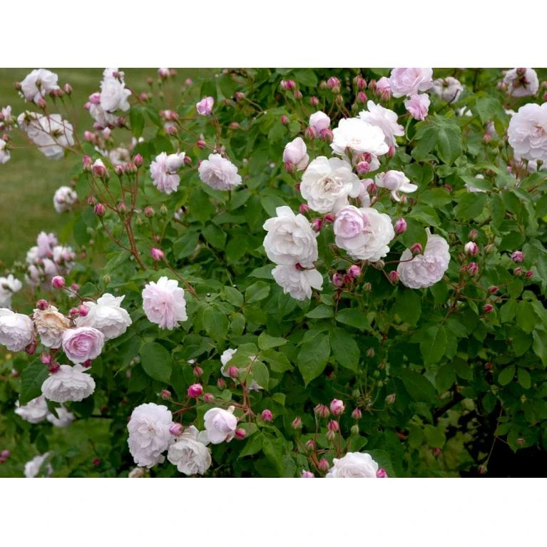 'Blush Noisette' Rosa X 'Blush Noisette' (Buskrose) A-Kvalitet,- barrods roser min. 3 grene 'Blush Noisette' Rosa X 'Blush Noisette' (Buskrose) A-Kvalitet,- Barrods Roser Min. 3 Grene -Plantetorvet fi3977 rosa blush noisette 047a