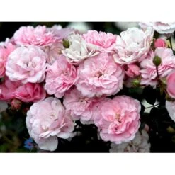 'Bonica 82' Rosa X 'Bonica 82' A-Kvalitet,- Barrods Roser Min. 3 Grene -Plantetorvet fi3984 rosa bonica 82 214f